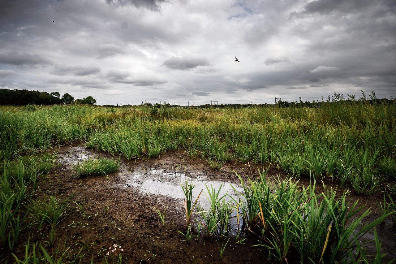Wat heeft Nederland geleerd van de hevige droogte? 