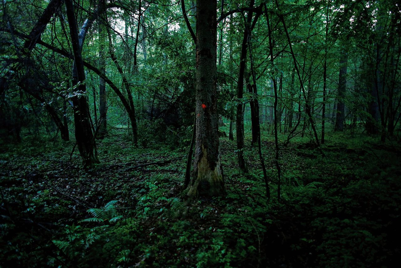 Het Bialowieza-woud is een oerbos zoals je die vroeger overal in Europa had. Het Poolse staatsbosbedrijf kapt gemarkeerde bomen in de strijd tegen een schadelijke kever. Activisten zijn het daar niet mee eens.