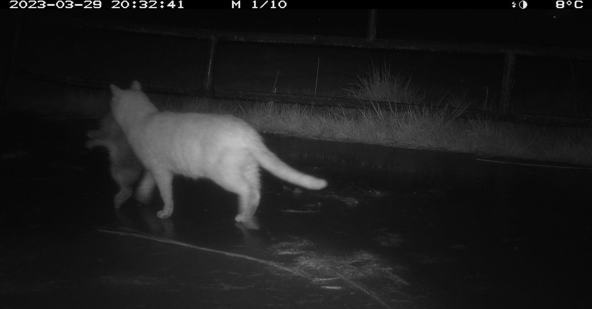 野良猫が絶滅危惧の水鳥「グルット」を脅かす——4年間の追跡調査が示す衝撃の実態