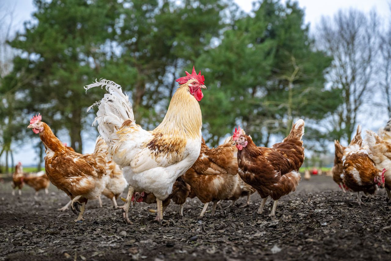 ‘Pfas in my eggs? I’m not assuming, « says the chicken holder after the RIVM warning