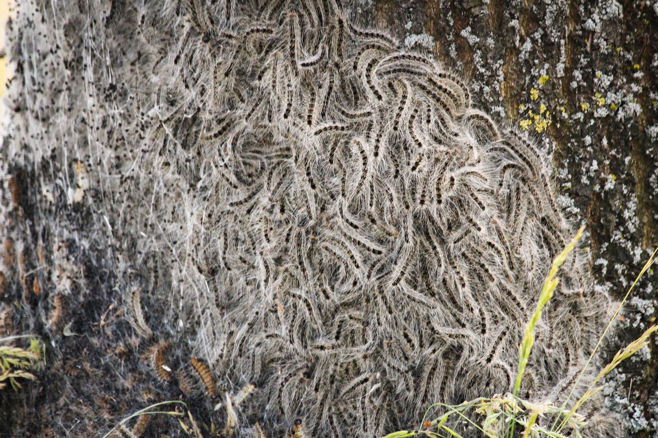 Een kolonie eikenprocessierupsen in Hengelo.