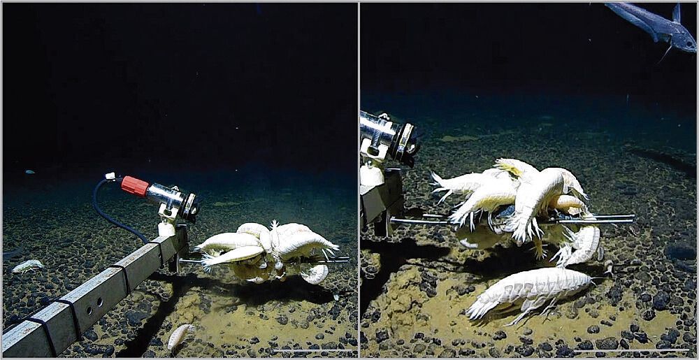 This colossus of a vlok lobster is not nearly as rare as thought