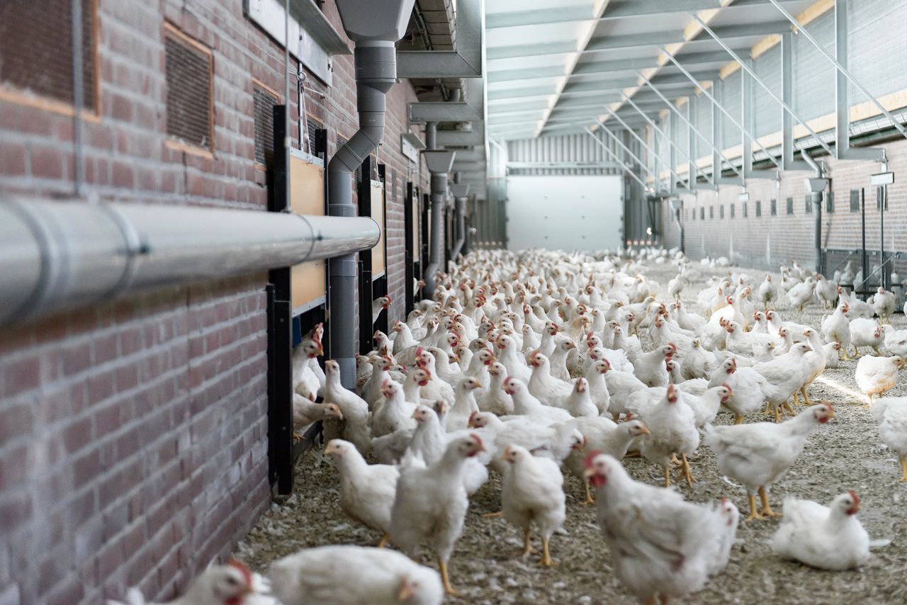 Lidl belooft binnen twee jaar volledig over te stappen op Beter Levenkip NRC