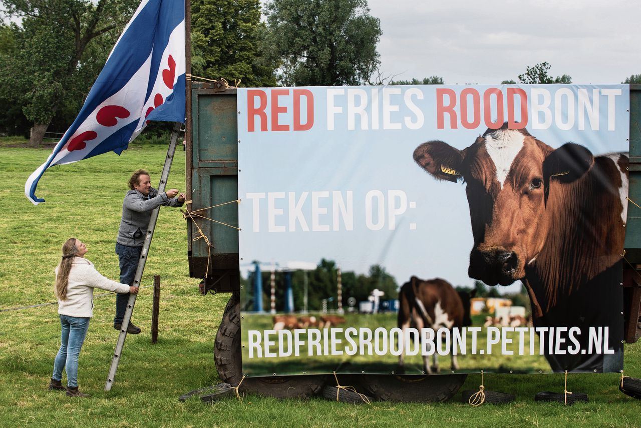 Veehouders Harald en Sandra Woldring (rechts) hebben 160 van de 600 Fries roodbonte koeien in Nederland. Door nieuwe fosfaatregels moet hun veestapel gedwongen inkrimpen.