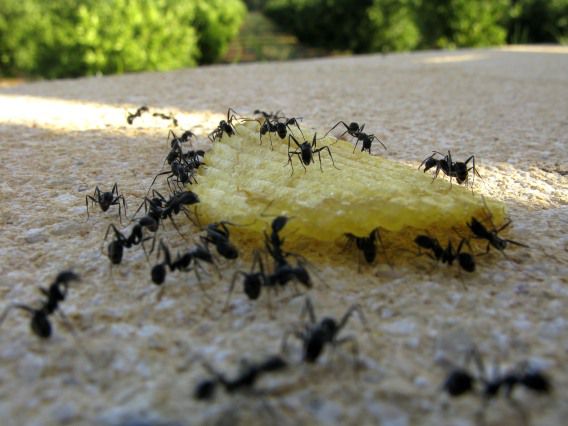 In de Mierenneuker-uitspraak bepaalt de Hoge Raad dat het in bepaalde gevallen niet beledigend is om een agent voor mierenneuker uit te maken.