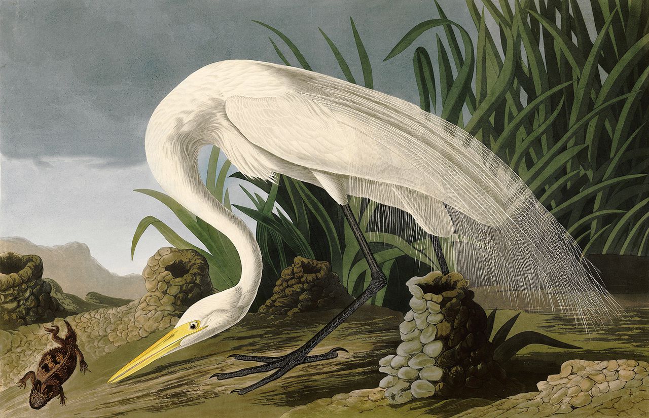 John James Audubon, Witte reiger uit Birds of America (1827-1838)