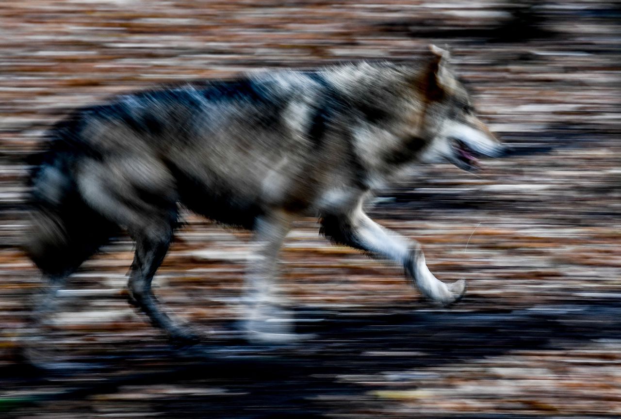 Een wolf in een Duits natuurgebied.