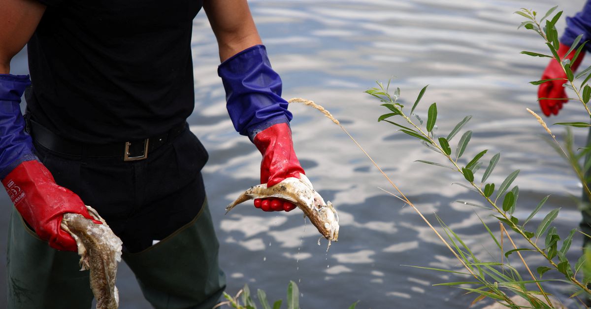 Ricercatori: le alghe possono causare la morte dei pesci nel fiume Oder
