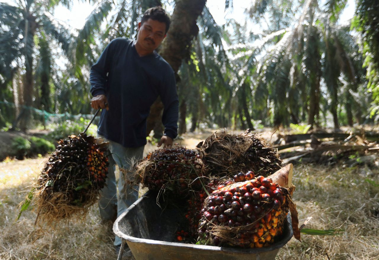 CBS: Nederland levert als grootste EU-importeur van soja, palmolie en cacao forse bijdrage aan ontbossing 
