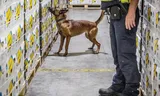 Een speurhond van de douane aan het werk in de haven van Vlissingen.