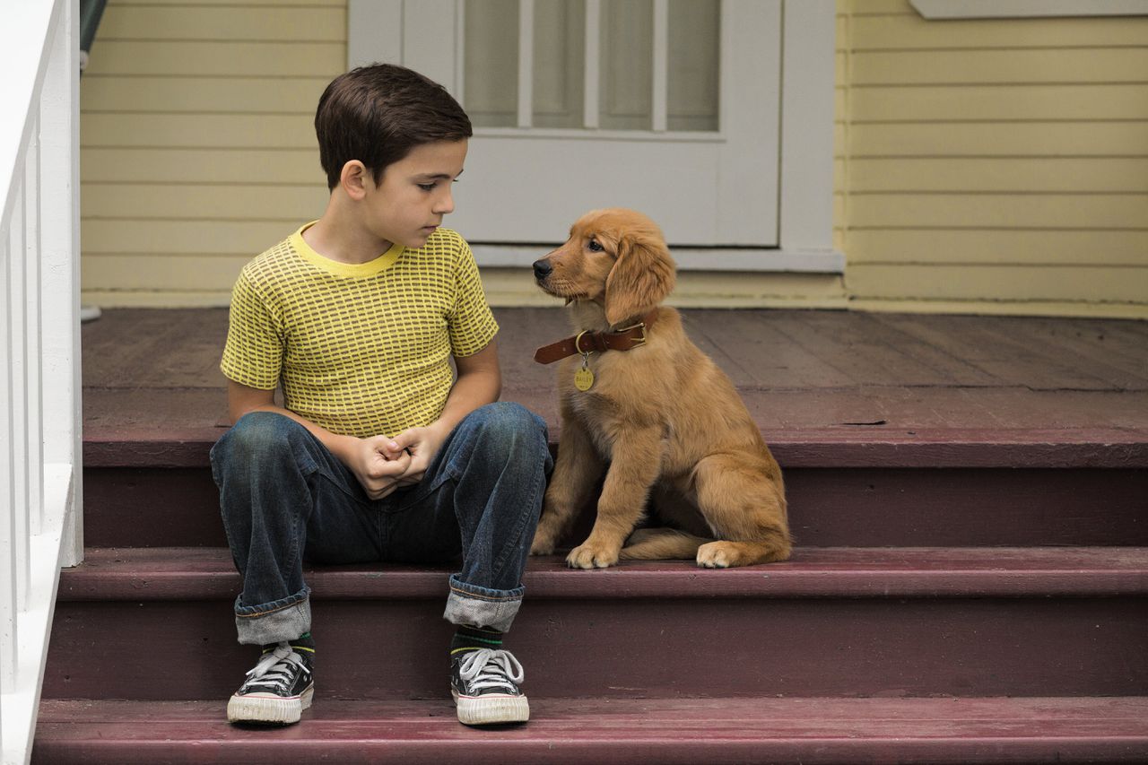 Retriever Bailey komt als puppy terecht bij Ethan (Bryce Gheisar) en zijn familie.