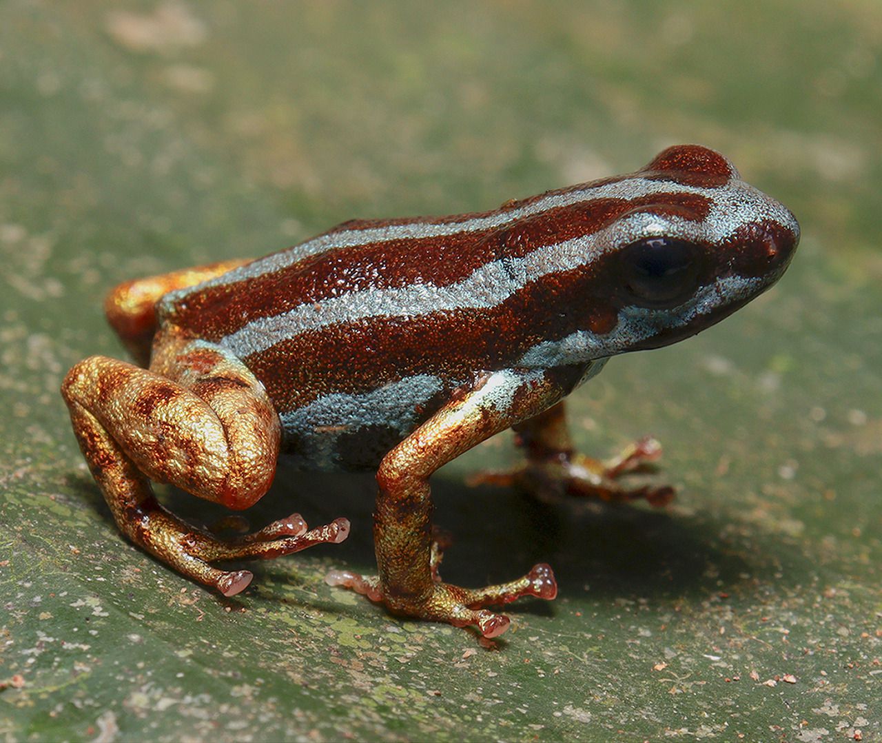 The males of this extremely poisonous frog species croak for every female in the morning