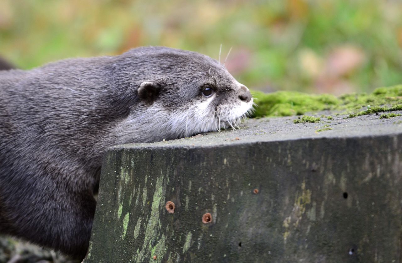 Er is weer een otter gezien in de Gelderse Poort.