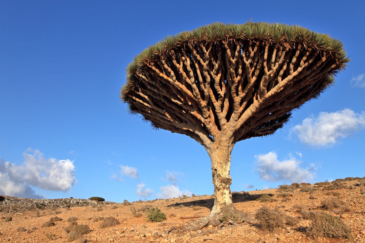 Een drakenbloedboom (Dracaena cinnabari) op het Jemenitische eiland Socotra
