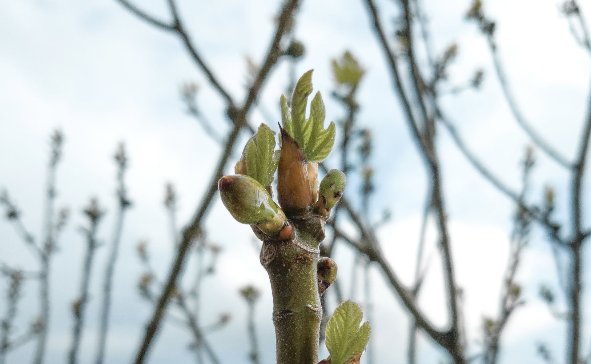 De liefde kwijtgeraakt? Ga dan naar de vijgenboom - NRC