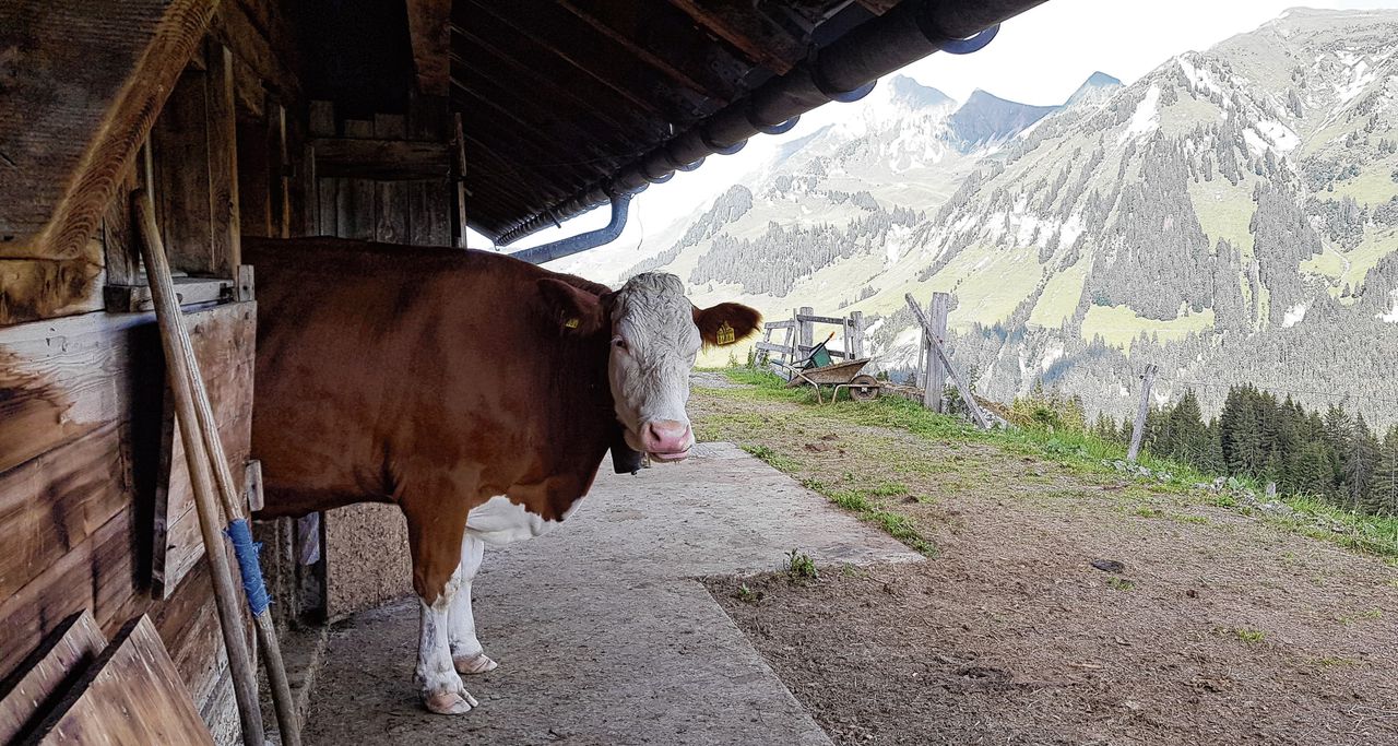 Een koe in het Zwitserse dorp Habkern. Bern wil opnieuw met Brussel praten over het handelsakkoord.