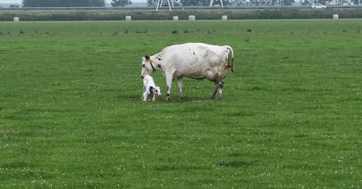 Dierencoalitie: kalveren moeten kalf kunnen zijn, dus bij de koe blijven en de wei in