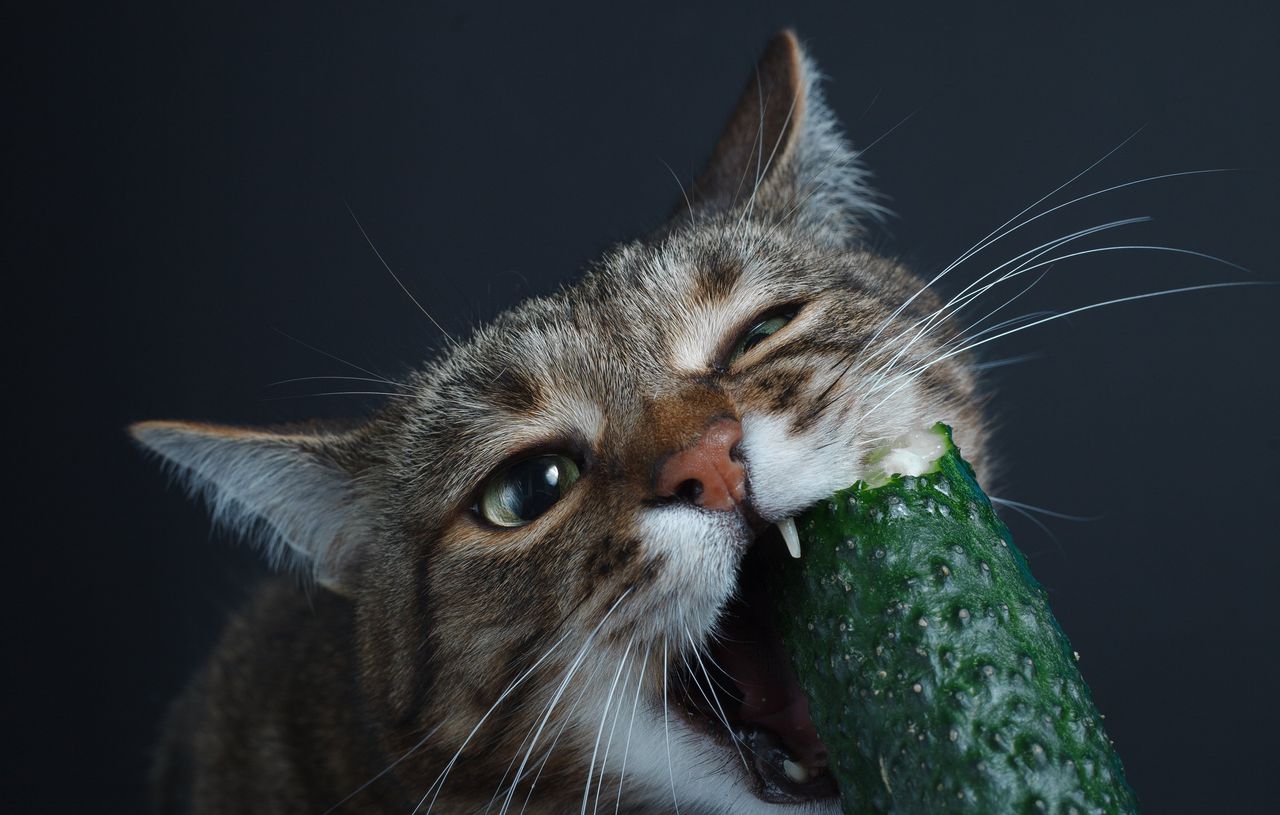 Is voor je kat veganistisch eten nou echt gezonder dan vlees eten? 