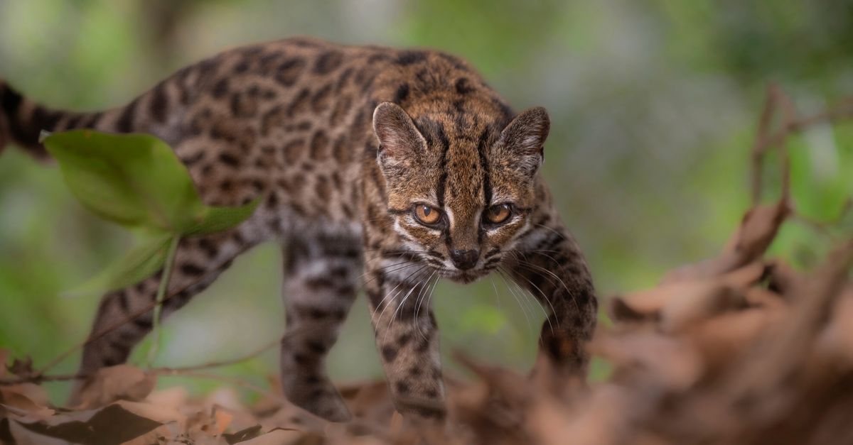 De Leopardus tilcayo is iets kleiner dan een huiskat. De soort werd ontdekt in het Yungas-woud in Bolivia.