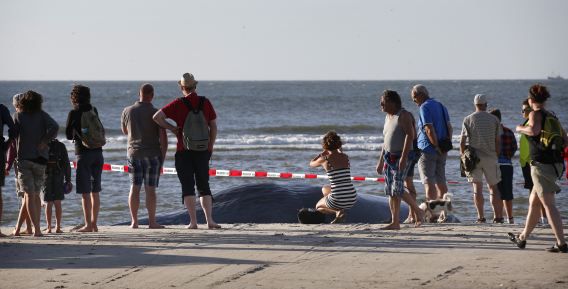 Belangstellenden kijken naar een gestrande potvis op het strand van Terschelling. Het dier overleed na een poging van bergingswerkers om het terug te geleiden naar zee.