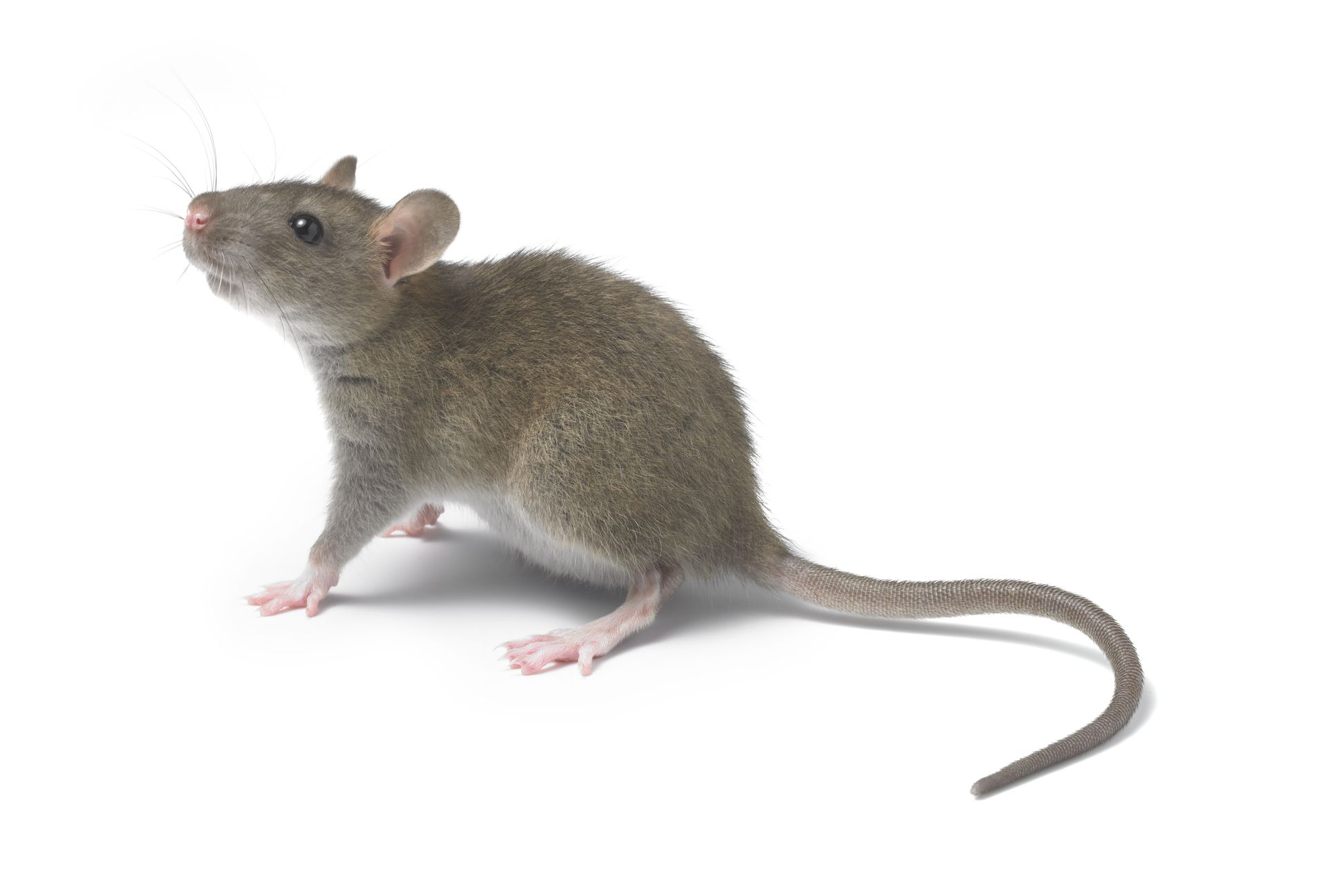 Мышь рост. Крыса сбоку. Крыса в профиль. Мышка сбоку. Мышь вид сбоку.