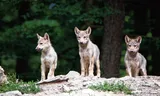 Drie jonge Amerikaanse wolven. Wolven zijn minder goed in het opvolgen van aanwijzingen van mensen.