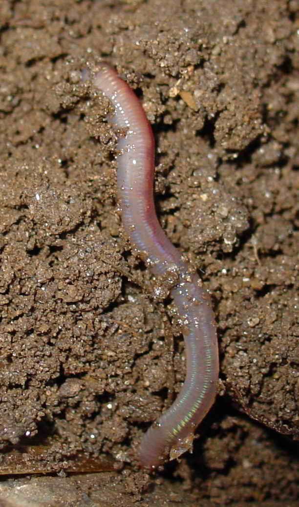 Regenworm Foto: Luis Miguel Bugallo Sánchez wormen