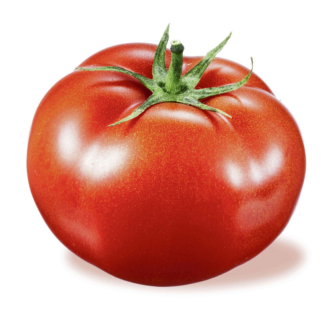 40 ft tall tomato plant