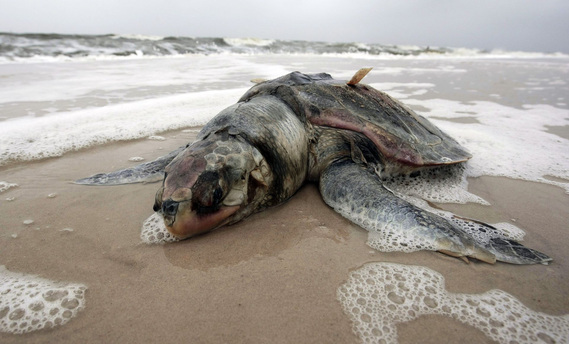 Животные страдают от загрязнений. Вымирание морских животных. Мертвые морские животные. Истребление морских животных в мировом океане.