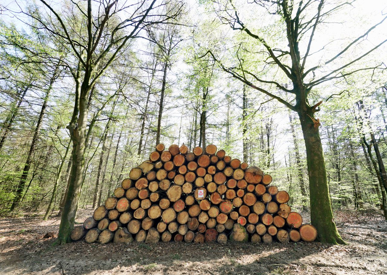 Bomenkap rondom Groesbeek om de biodiversiteit in de bossen te herstellen en ruimte te geven voor andere soorten flora en fauna.