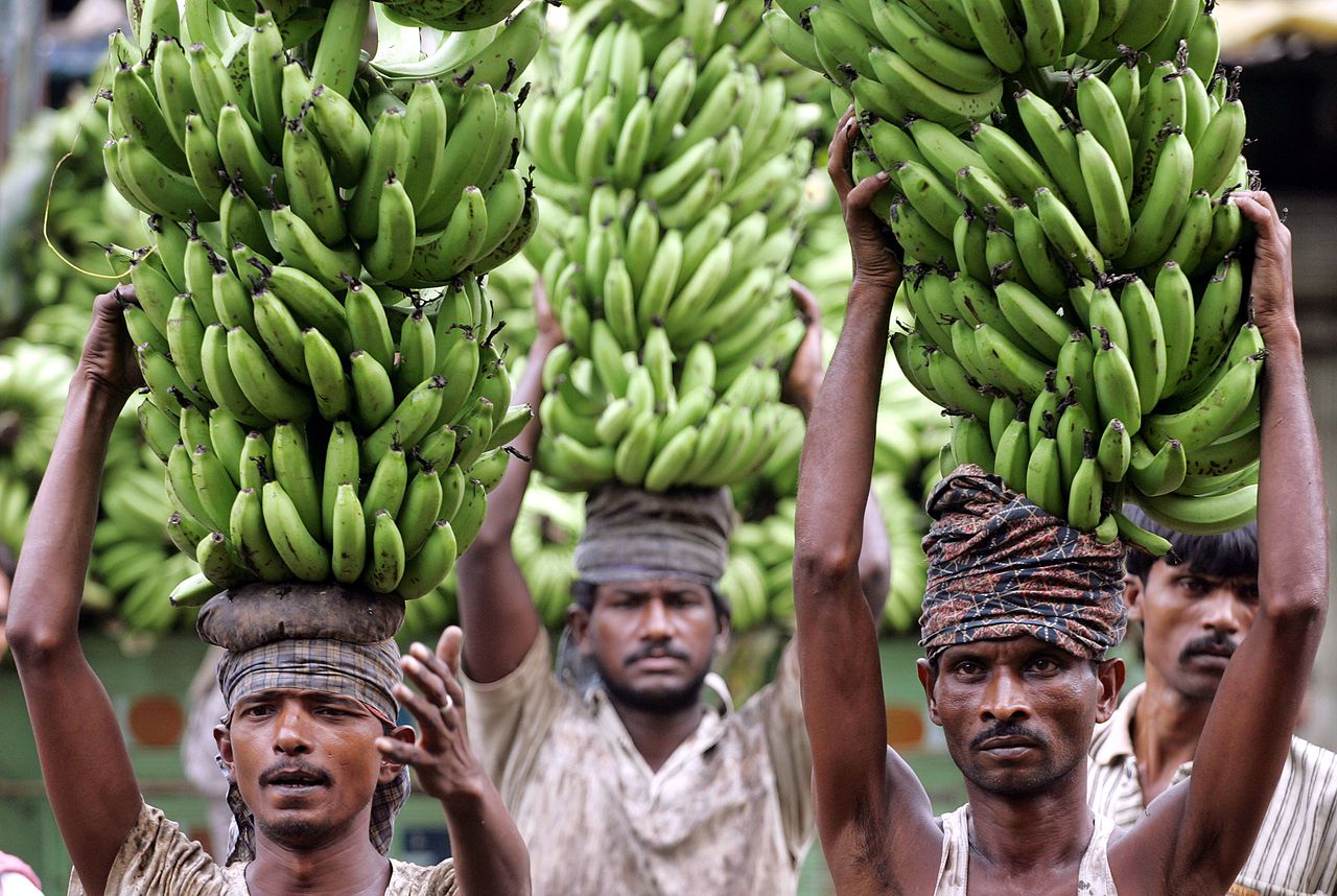 Plantagewerkers dragen bananen naar een fruitmarkt in Kolkata, India. (Foto Reuters) Labourers carry bananas to a fruit market in Kolkata July 28, 2006. REUTERS/Parth Sanyal (INDIA)