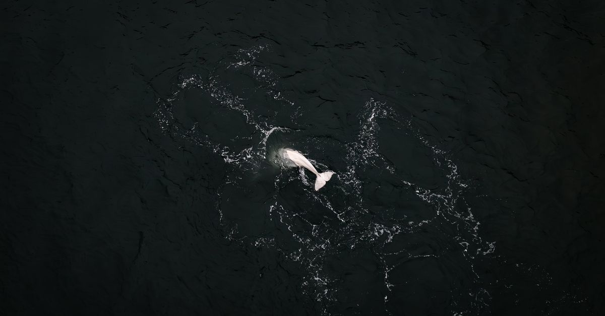Na zestig jaar duikt er weer een beloega op voor de kust van Nederland
