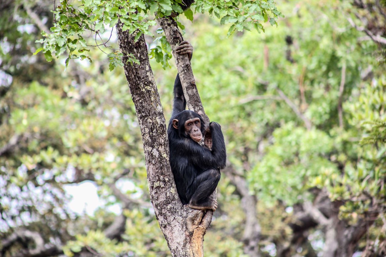 West African chimpanzees drum in a different rhythm than their relatives from East Africa