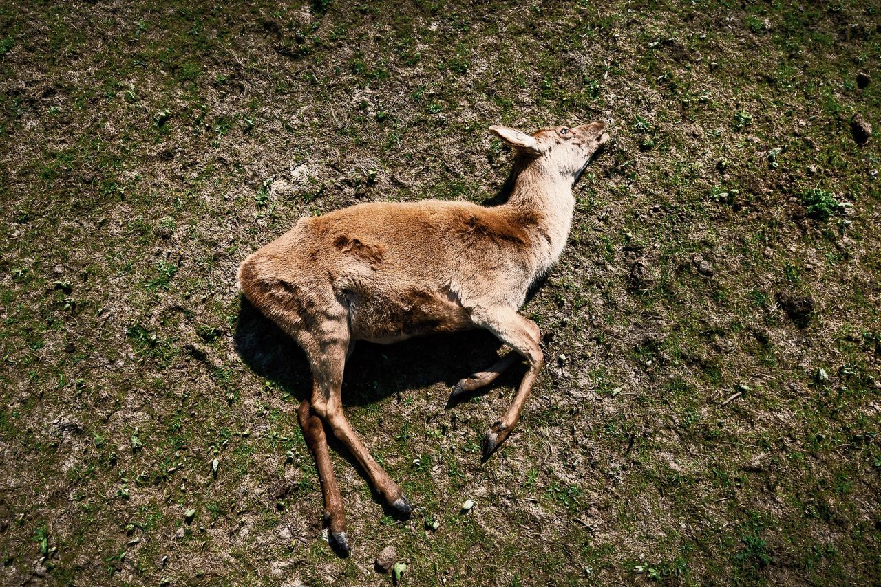 Het verloop van de ontbinding van een hert, afgeschoten in de Oostvaardersplassen.