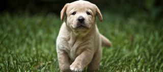 Hoe Een Puppy Tot Een Reclame Icoon Kon Uitgroeien Nrc