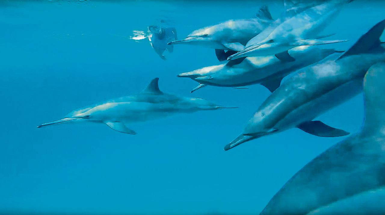 De VR-film van The Dolphin Swim Club helpt wereldwijd psychiatrische patiënten te ontspannen.