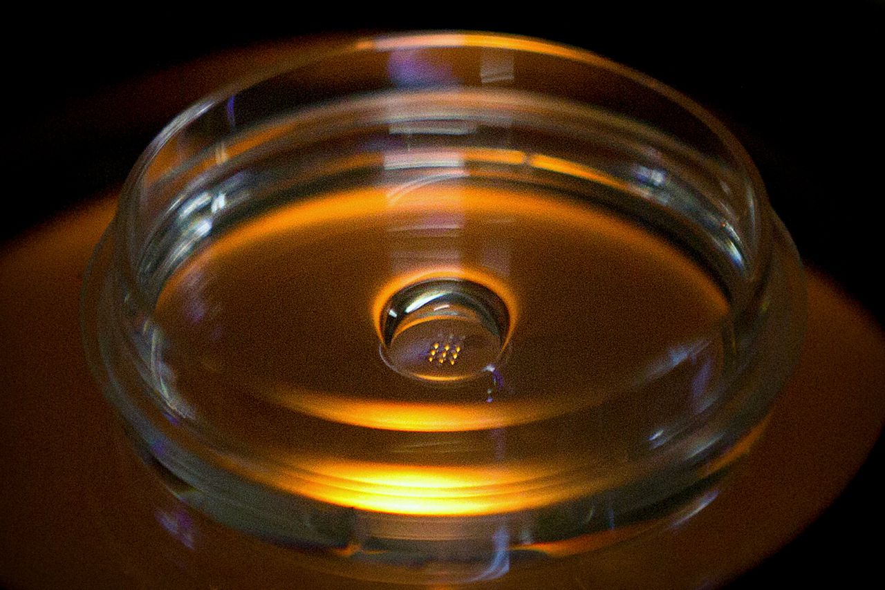 In dit kweekschaaltje groeien gemanipuleerde menselijke embryo’s. De foto is in oktober gemaakt in het lab waar Jiankui He werkt. Foto Mark Schiefelbein / AP