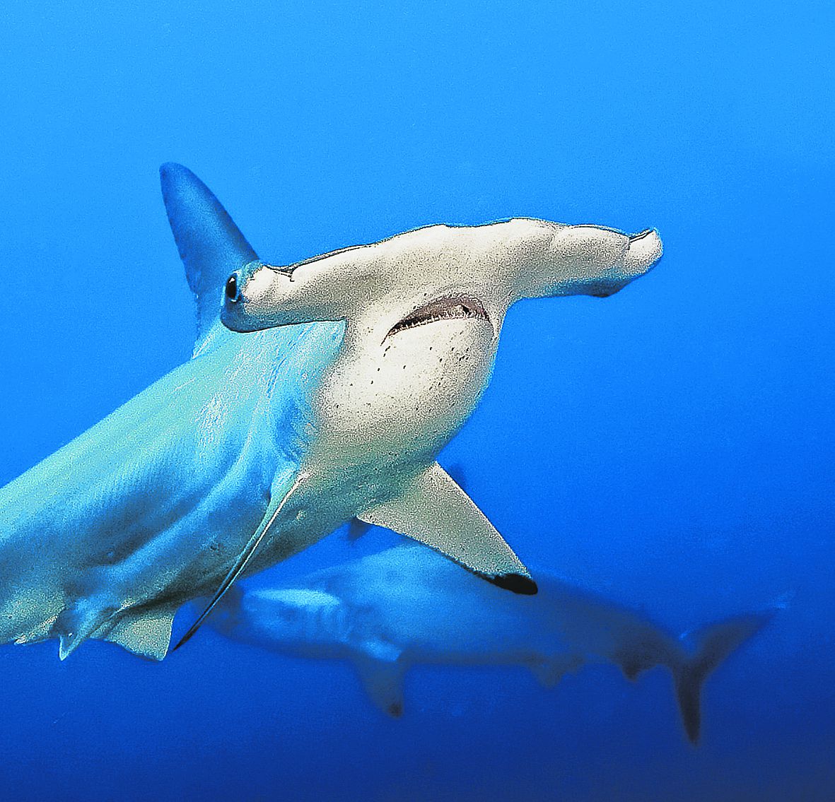 Monster Hammerhead - NRC