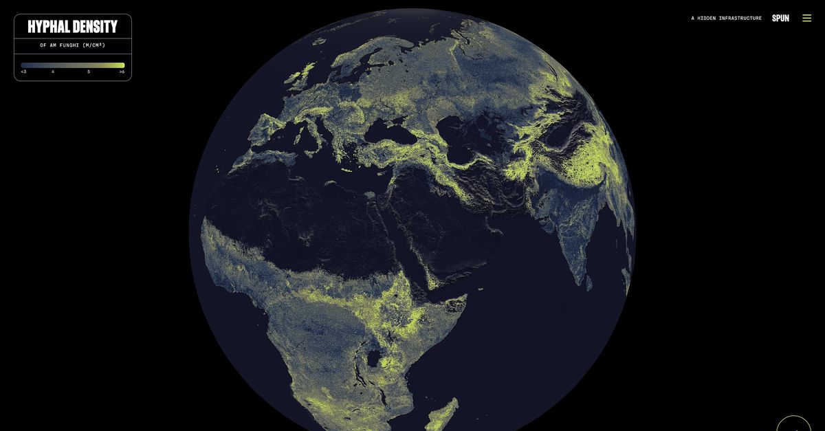 Het wereldwijde netwerk van schimmeldraden in de bodem is nu volledig in kaart gebracht