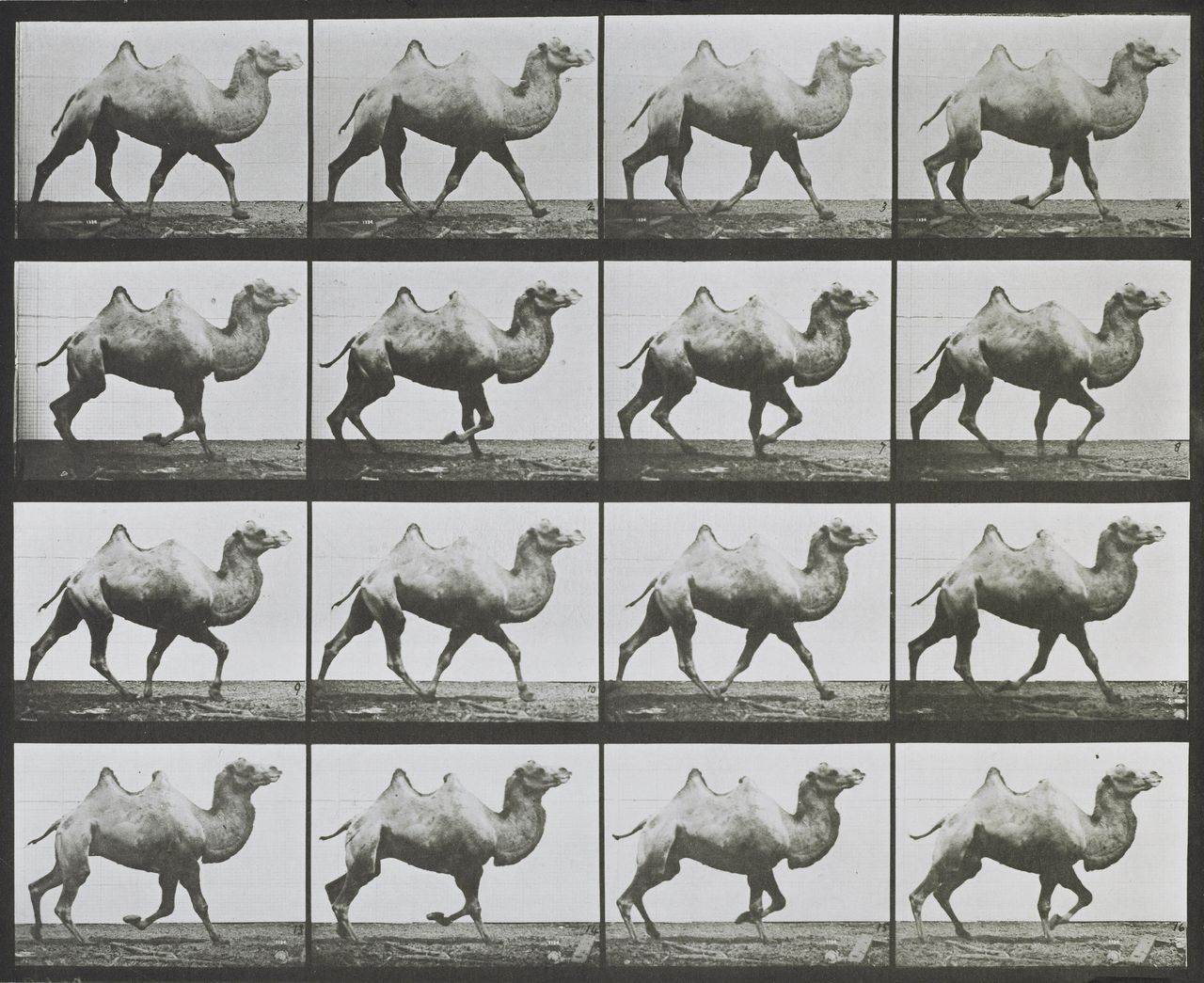 Eadweard Muybridge, Camel trotting from Animal Locomotion, 1887, Collotype print