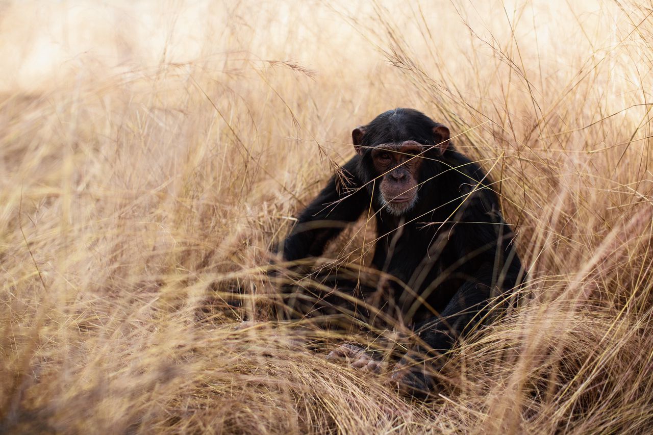 Chimpansees op de savanne profiteren van branden in het grasland 