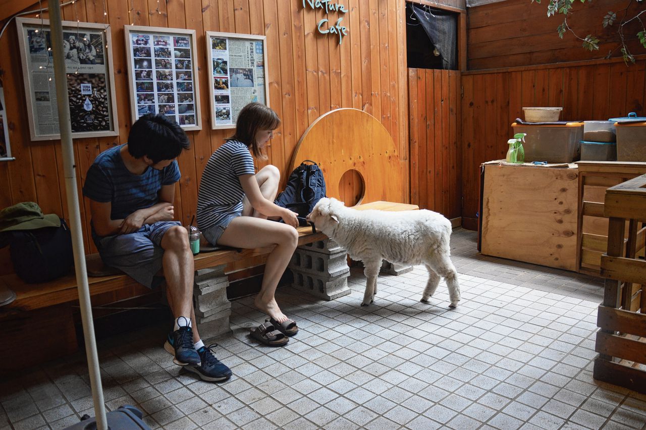 Bezoekers in een schapencafé in Seoul.