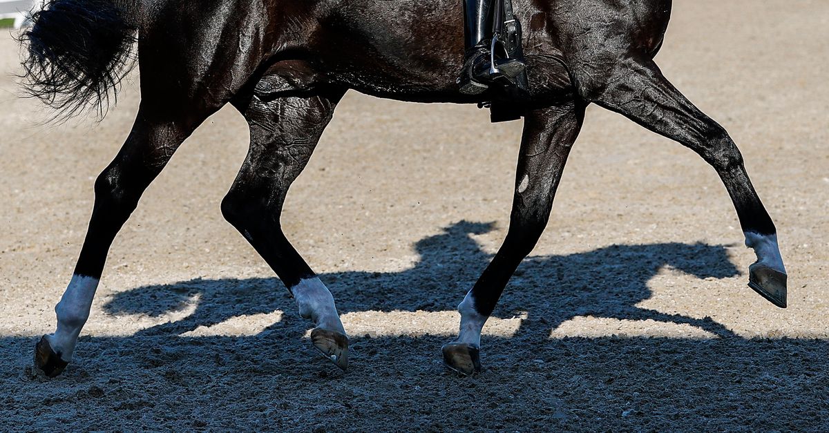 In paardensport moet het dier het doel zijn – niet het middel - NRC