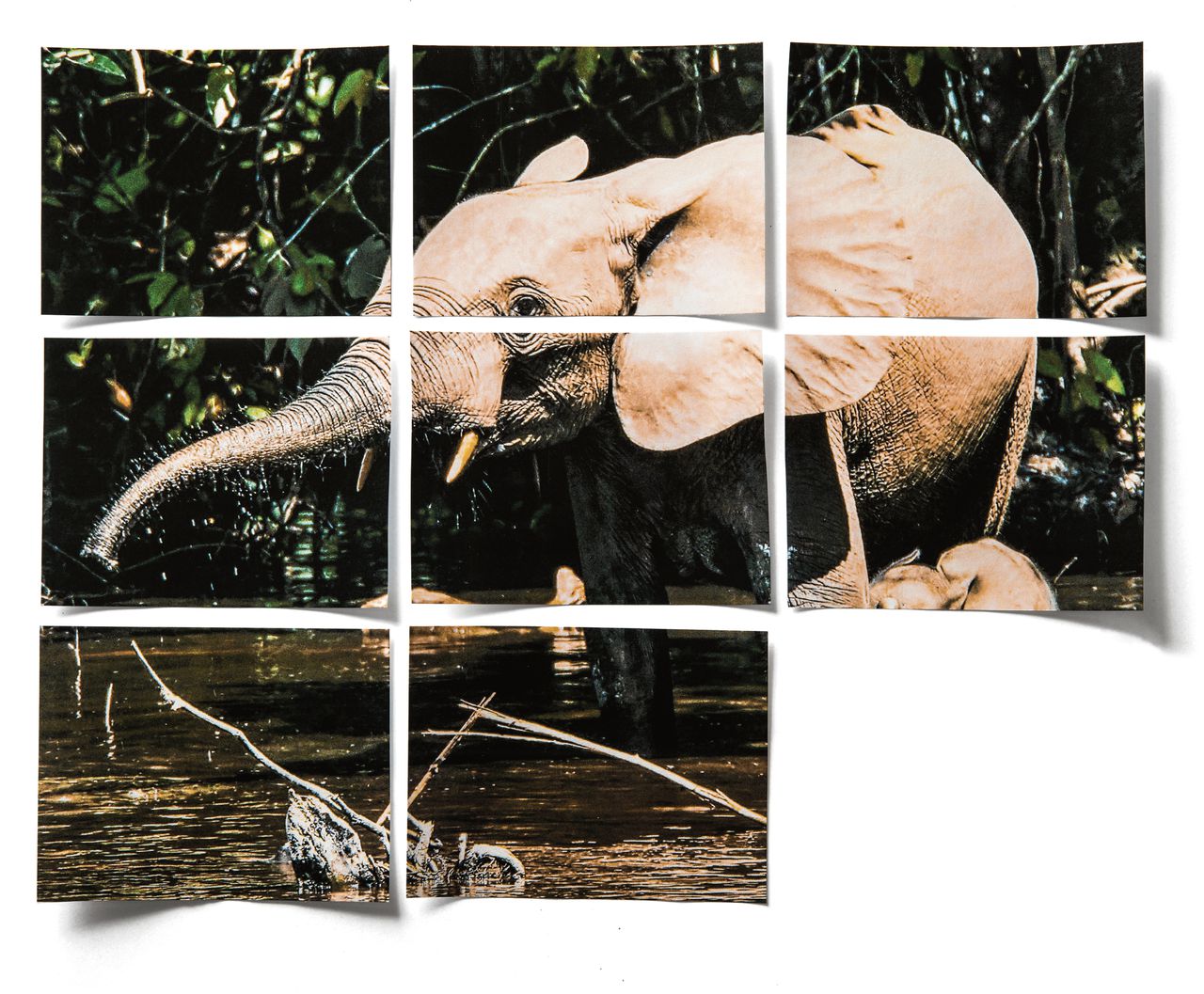 De Afrikaanse bosolifant is onlangs bestempeld tot een aparte soort
