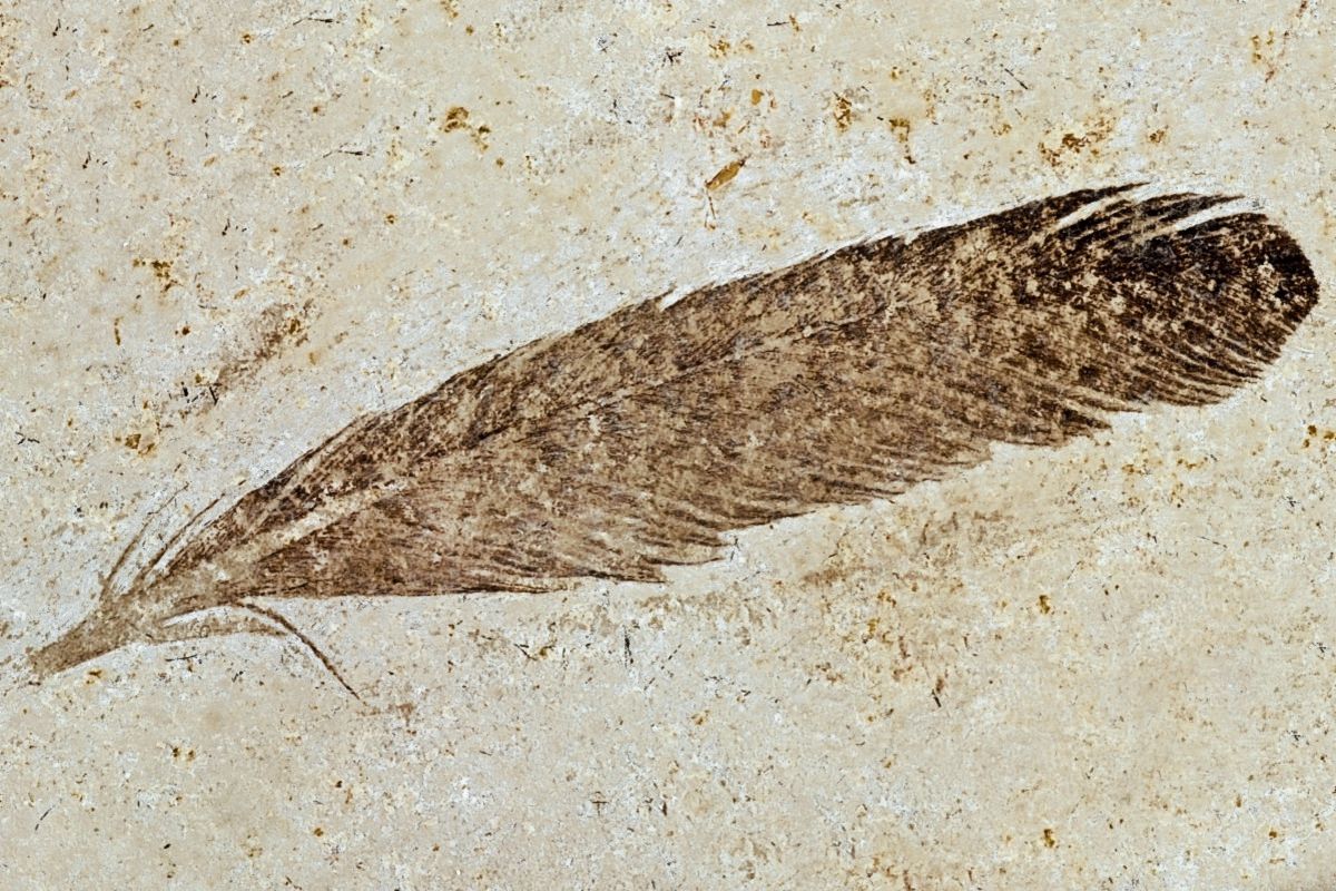 Перо археоптерикса. Найденный в перу ископаемый пингвин. Археоптерикс останки. Ископаемое перо. Археоптерикс окаменелость.