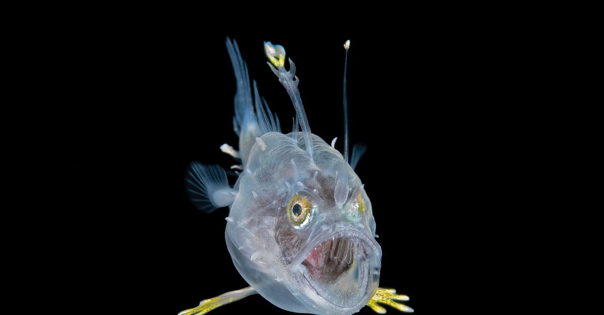 Indrukwekkend zeeleven tegen een inktzwarte achtergrond