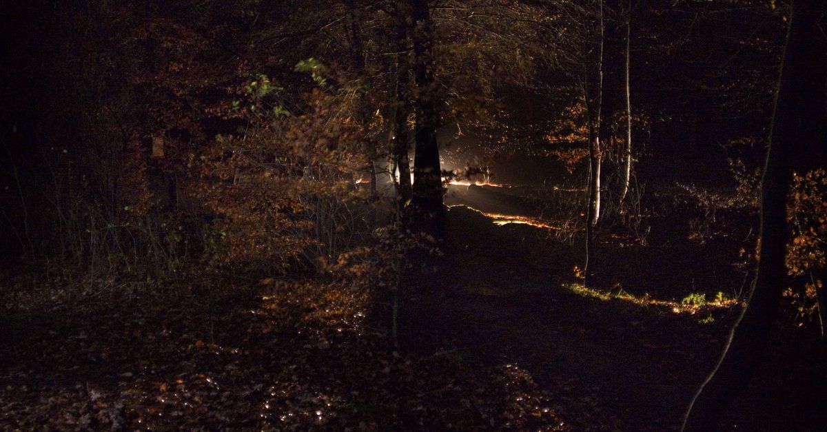 Wat bomen doen in het donker