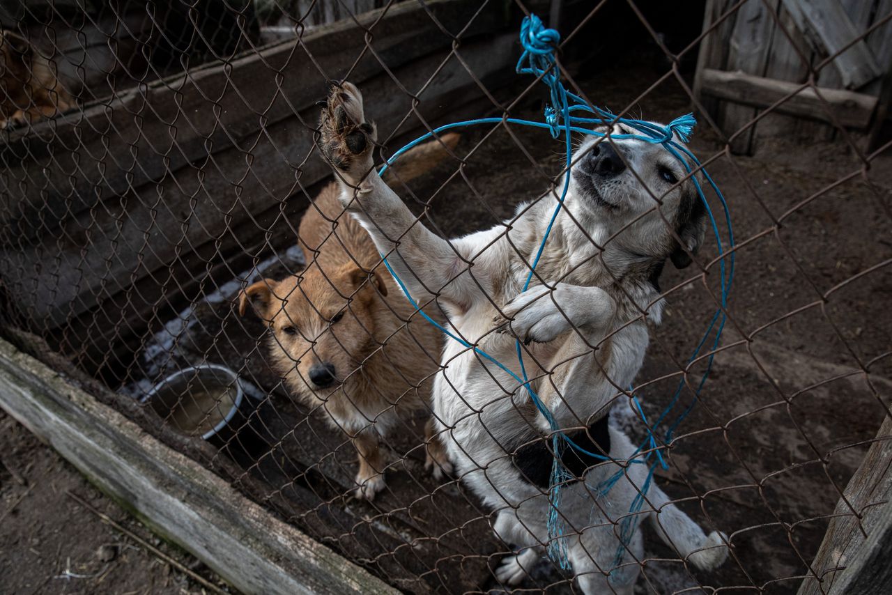 In het Oekraïense asiel eten duizenden honden nu pap 