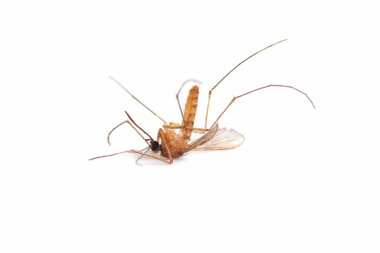 Genetische valstrik kan mug uitroeien 