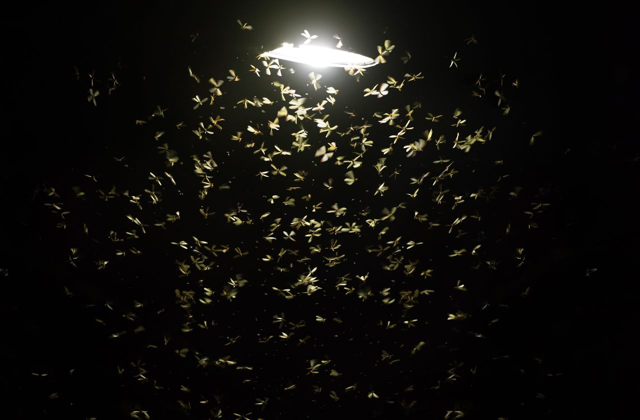 Meer dan tweederde van de insecten leeft ’s nachts: ze vinden hun voedsel in de bescherming van het duister.